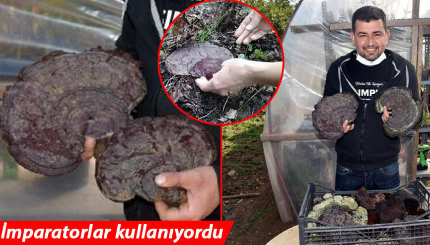 Marmarisli turizmci, şans eseri ölümsüzlük mantarı denilen nadir bulunan Reishi mantarı buldu Marmarisli turizmci, şans eseri ölümsüzlük mantarı denilen nadir bulunan Reishi mantarı buldu