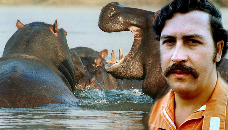 Kolombiyadaki su aygırı krizinin arkasından Pablo Escobar çıktı