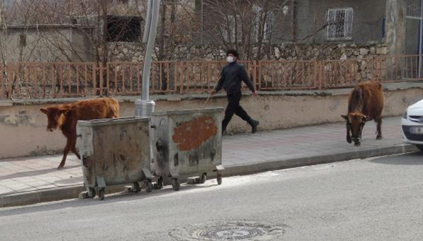 Başıboş inek ve yavrusuna ahırında baktı, 12 kilometre yol gidip Saadet nineye ulaştırdı