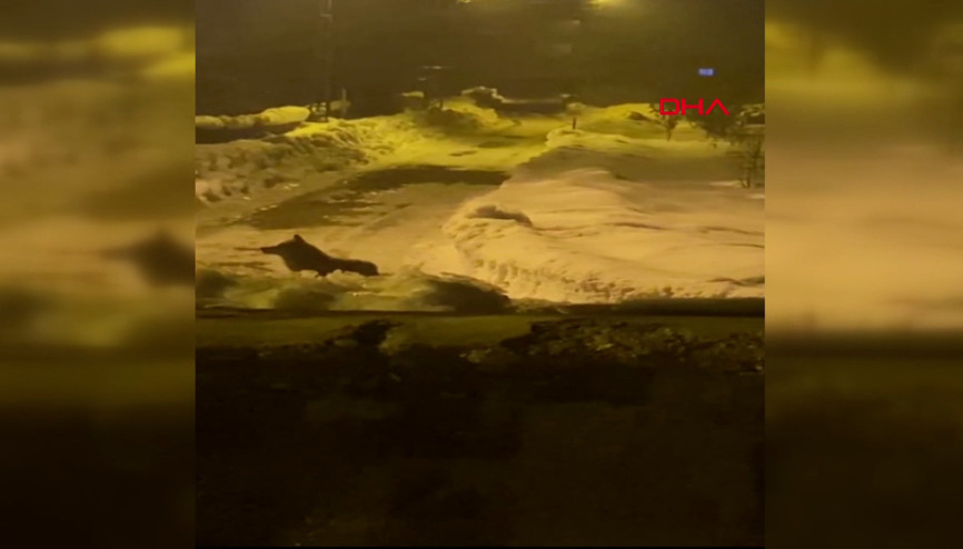 Yüksekovada yaralı aç kurt, ilçe merkezine inip, yiyecek aradı