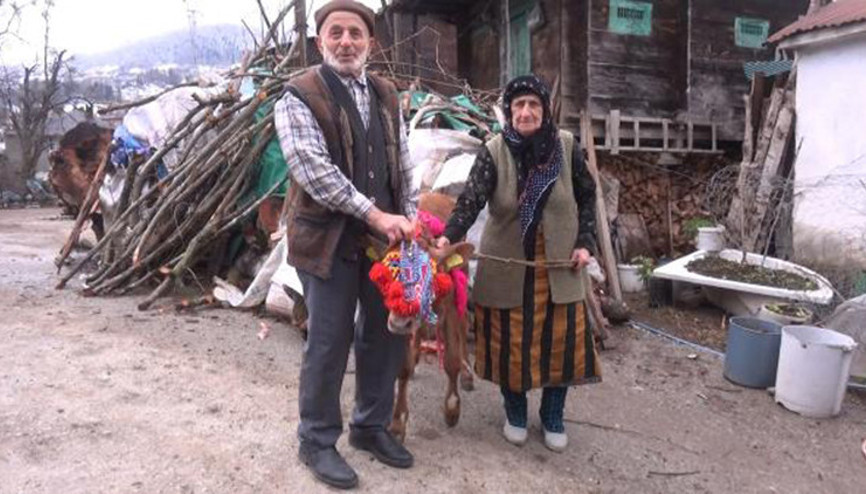65 yıllık eşine Sevgililer Günü için buzağı hediye etti