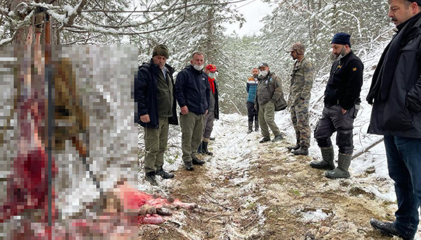 Caniler Hamile karacanın derisini yüzerken yakalandılar Caniler Hamile karacanın derisini yüzerken yakalandılar