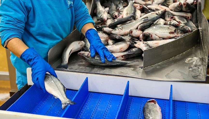 Türkiye en fazla levreği Hollandaya, çipurayı İtalyaya gönderdi