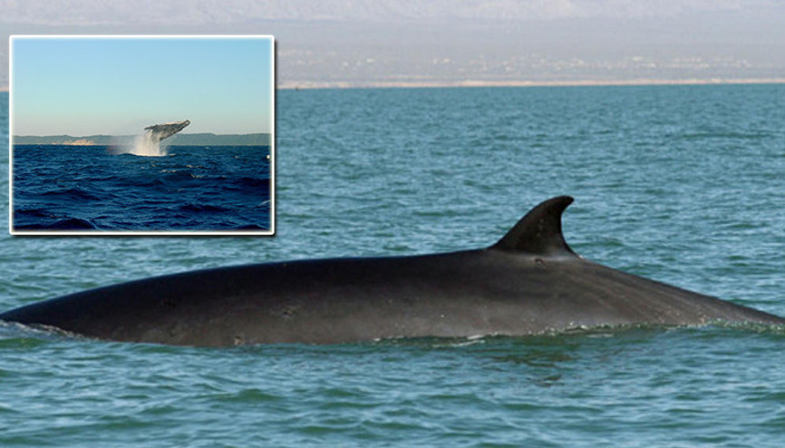 Balina şarkılarıyla haritalama yapacaklar