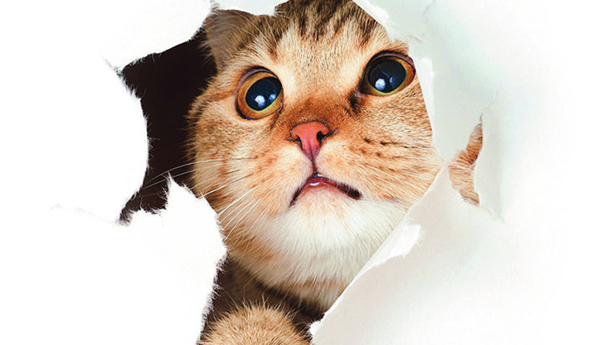 Helal olsun İkizdere İlçede evcil hayvan satışı yasaklandı