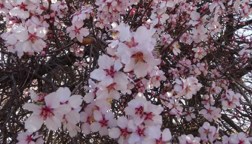 Batmanda erken çiçek açan badem ağaçları çiftçileri tedirgin etti