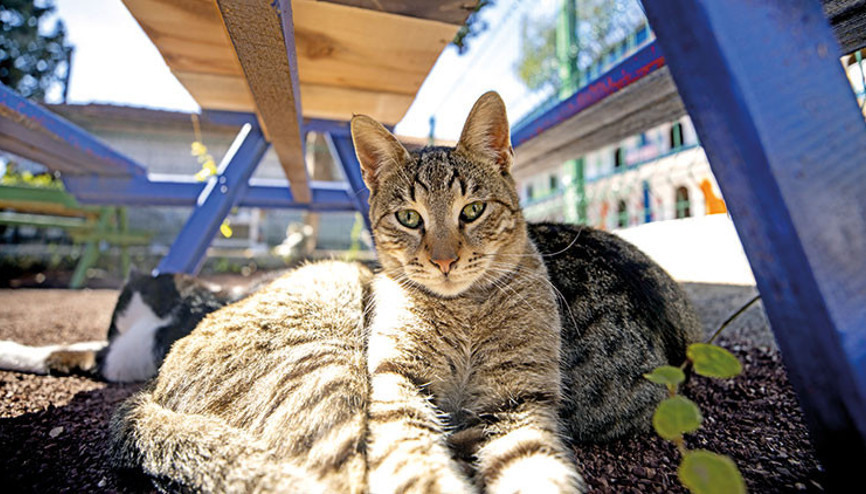 ‘Siz de sahiplenin’ çağrısı
