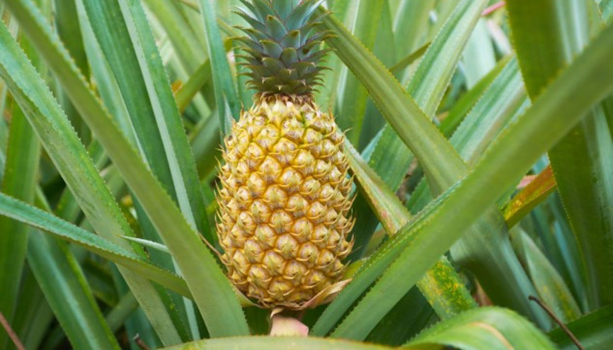 Ananas Nasıl Yetişir Ananas Türkiyede En Çok Ve En İyi Nerede Yetişir Ve Nasıl Yetiştirilir