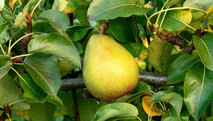 Armut Nasıl Yetişir Armut Türkiyede En Çok Ve En İyi Nerede Yetişir Ve Nasıl Yetiştirilir