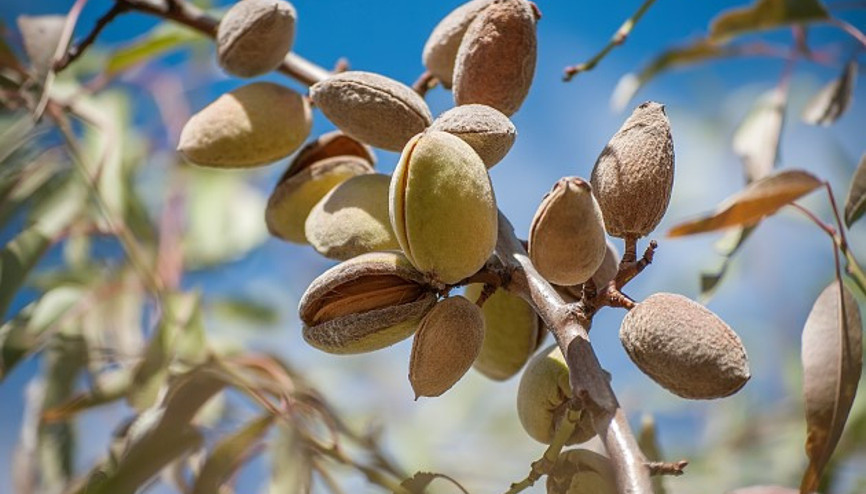 Badem Nasıl Yetişir Badem Türkiyede En Çok Ve En İyi Nerede Yetişir Ve Nasıl Yetiştirilir