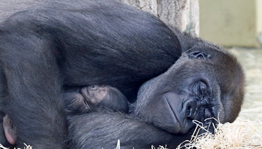 16 yıl sonra ilk bebek