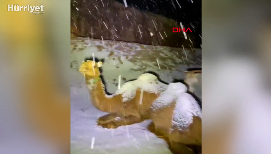 Suudi Arabistanda karın üzerine çöken develer böyle görüntülendi