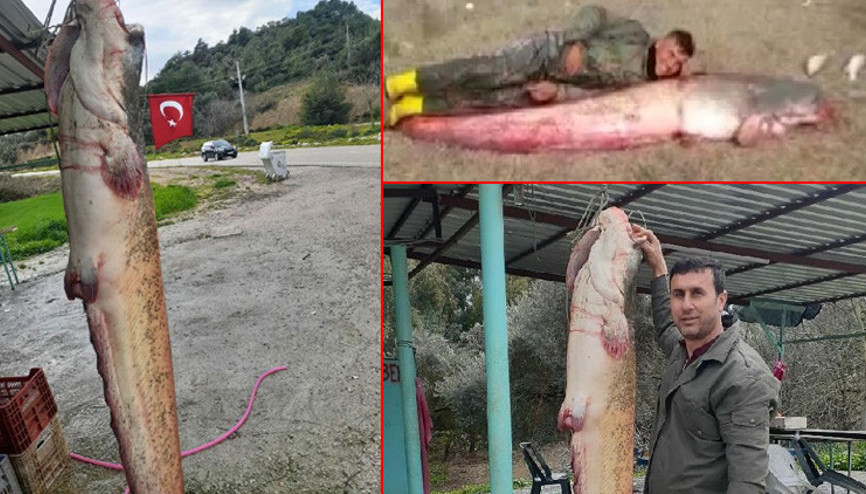 Balıkçıların ağına takıldı 2,5 metre boyunda, 77 kilo ağırlığında...