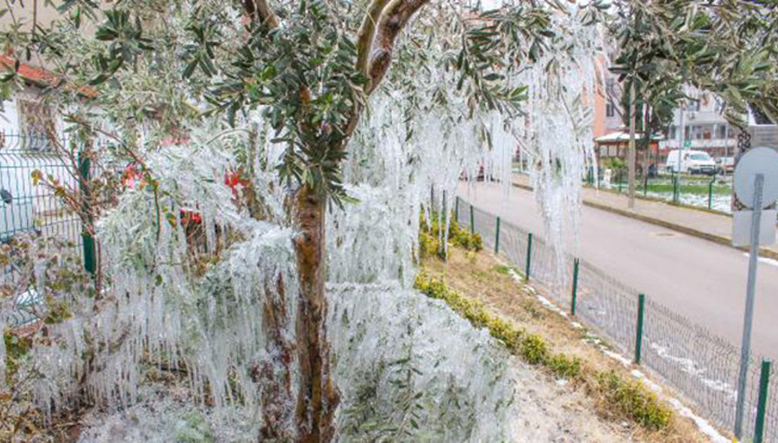 Bahçe hortumundan fışkıran su, ağaçlarda sarkıt oluşturdu