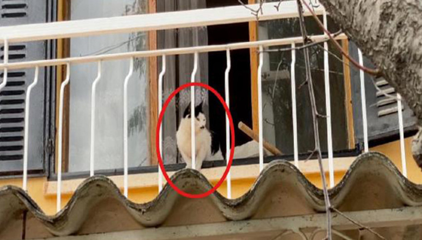 Boş evde mahsur kalan kedi için kurtarma operasyonu