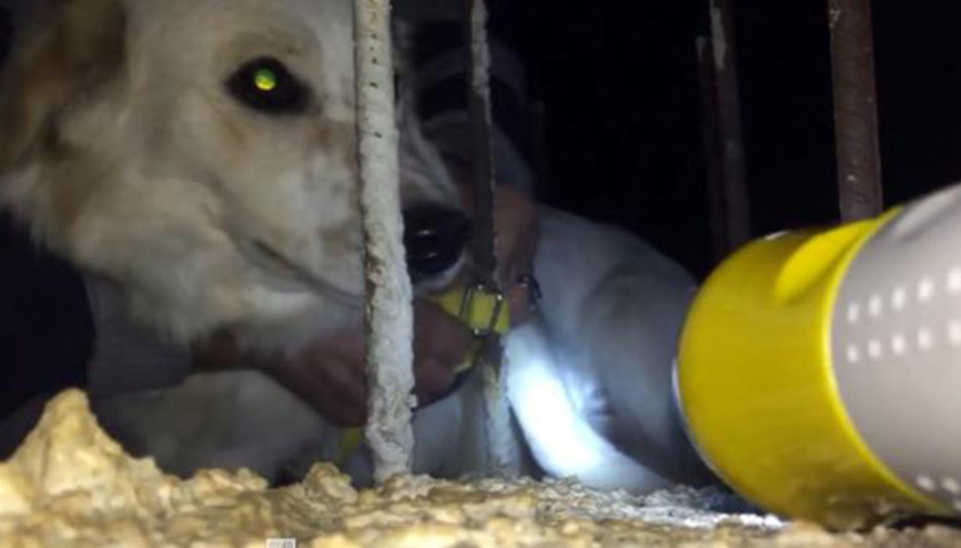 Tasması demire takılan köpeği imam fark edip, kurtardı