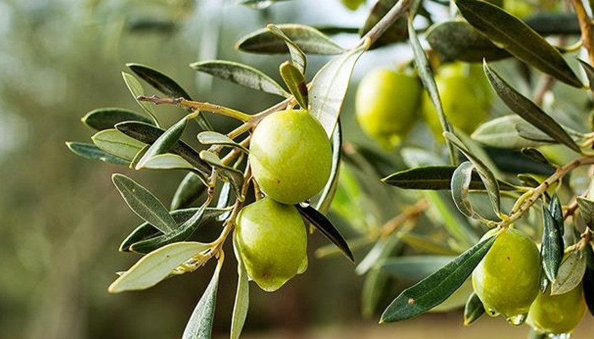 Zeytini ne kadar tanıyorsunuz