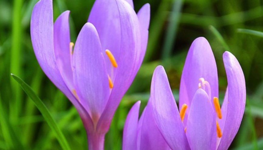 Kolşisin nedir Kolsişinin etkili olduğu hastalıklar Kolşisin nedir Kolsişinin etkili olduğu hastalıklar