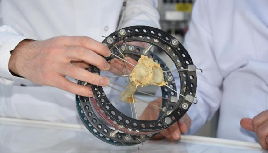 Türk bilim adamları kudret narının kemik kırığı tedavisinde kullanılabileceğini ispatladı