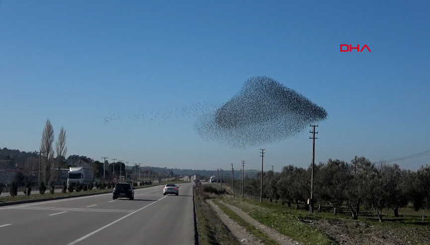 Sığırcık kuşlarından gökyüzünde şov
