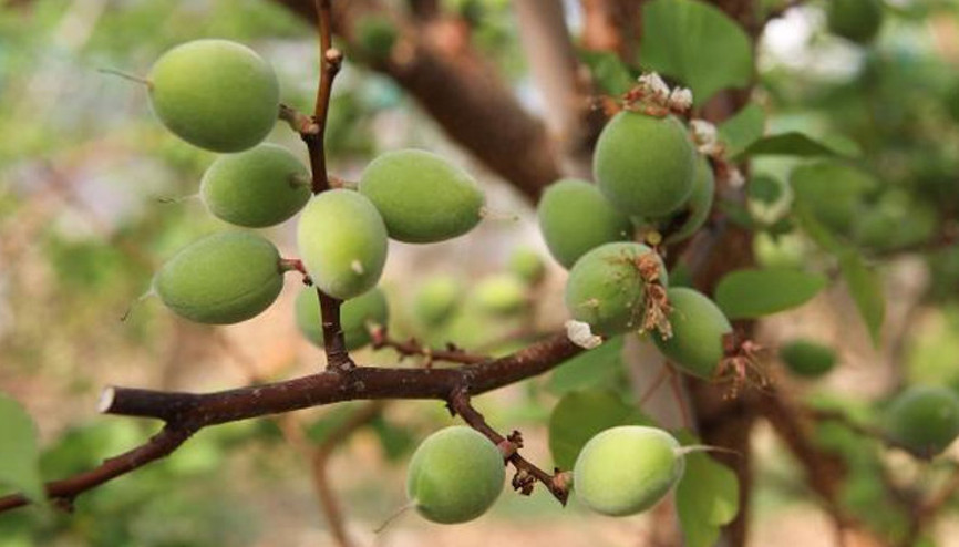 Yerlere atıyorlardı Şimdi ise kilosu 100 lira