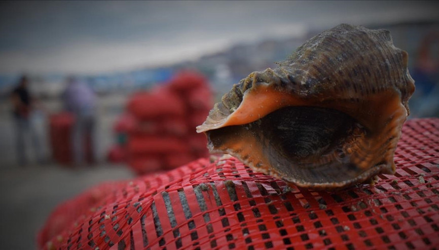 Yılın ilk ayında 1,6 milyon dolarlık deniz salyangozu ihracatı