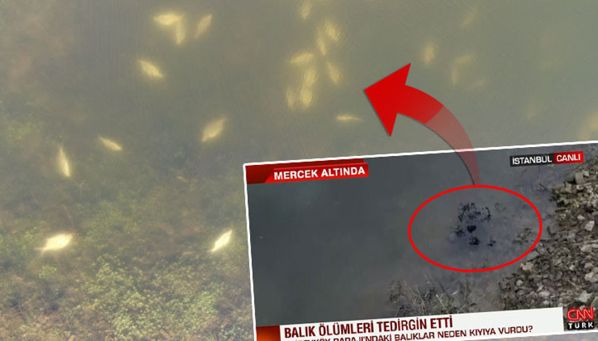 Alibeyköy’deki balık ölümleri ile ilgili rahatlatan açıklama