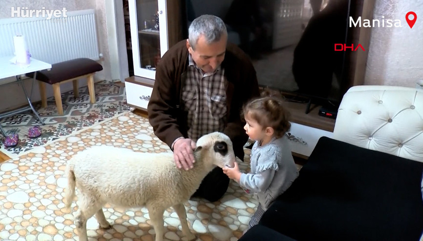 2 yaşındaki Ela kuzusunu biberonla besliyor 2 yaşındaki Ela kuzusunu biberonla besliyor