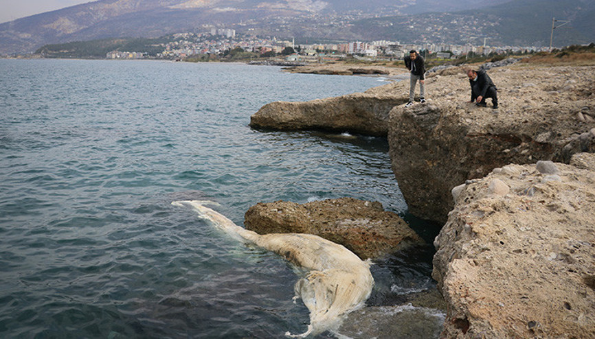 12 metre uzunluğunda... Görenler telefonuna sarıldı, kıyıya vurdu Müzede sergilenecek