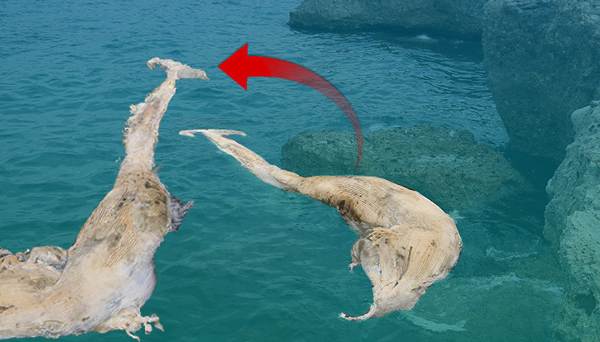 12 metre uzunluğunda... Görenler telefonuna sarıldı, kıyıya vurdu Müzede sergilenecek