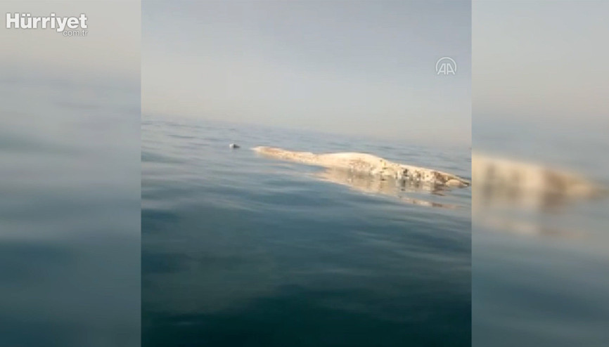 İskenderun Körfezinde amatör balıkçıların kamerasına ölü balina yansıdı