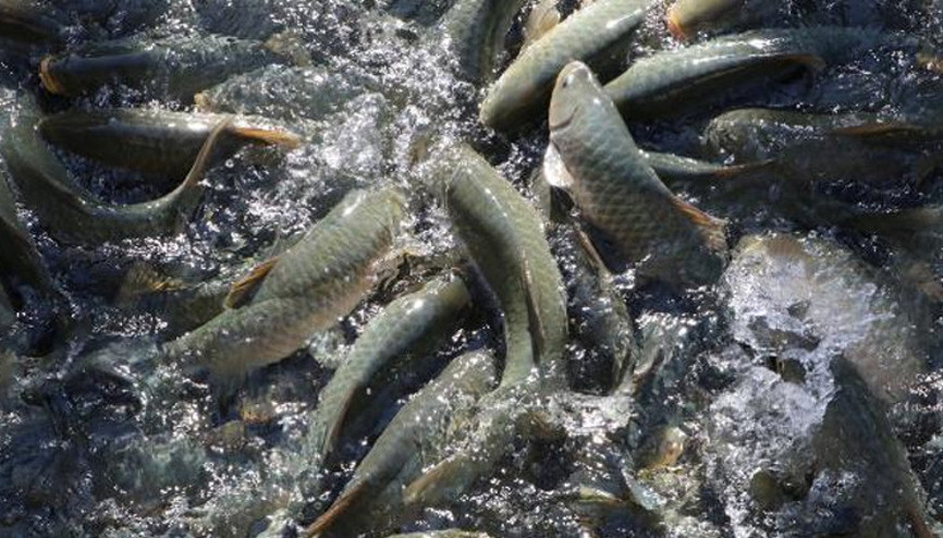 Balıklıgölde balık ölümleri raporlaştırılıyor