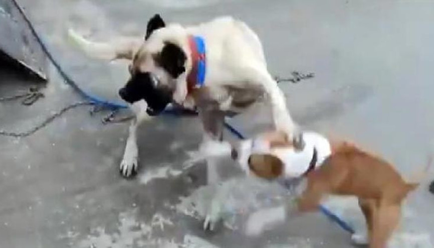 Köpek dövüştüren canilere 50 bin TL ceza kesildi