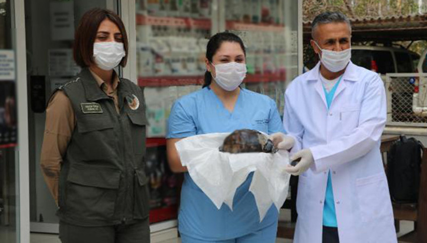 Orman yangınında yaralı kurtarılan kaplumbağa tedaviye alındı