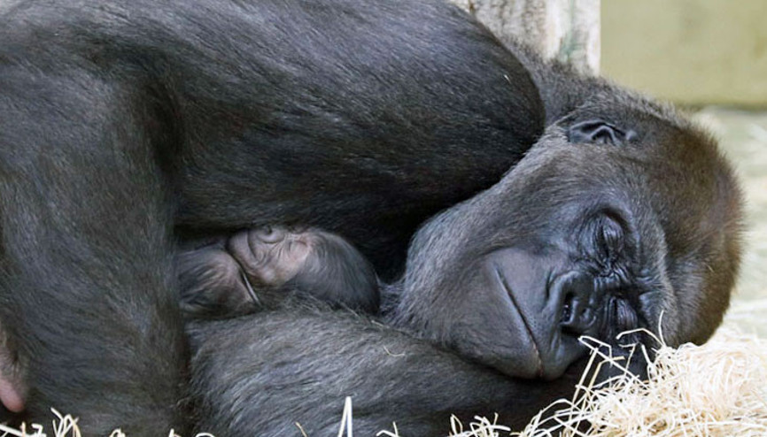 Goril bebeğe ‘Tilla’ adı verildi