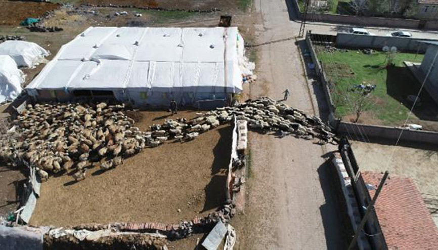 200 kuzunun anneleriyle buluşma anı, dronla görüntülendi 200 kuzunun anneleriyle buluşma anı, dronla görüntülendi