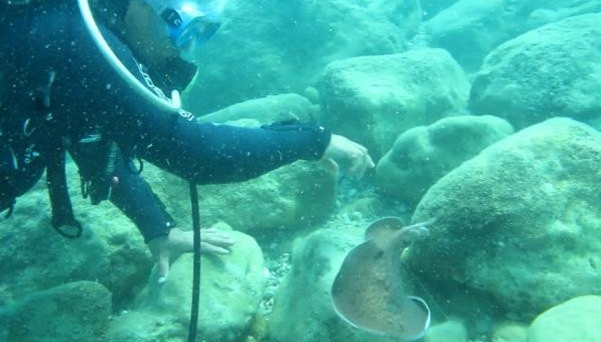 Profesör Gökoğlu, vatozun elektrik şokuna maruz kaldı