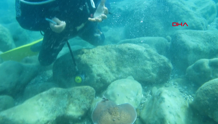 Profesör, vatozun elektrik şokuna maruz kaldı