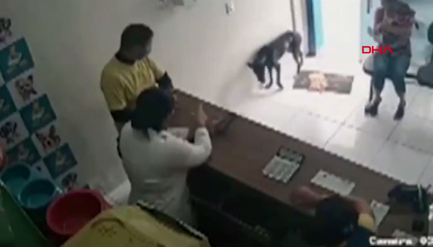 Brezilyada kliniğe giren köpekte tümör tespit edildi