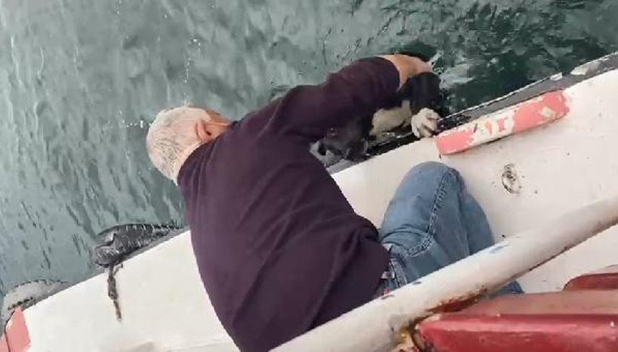 Haliçte daha önce iki kişiyi kurtarmıştı, bu kez de köpeği kurtardı