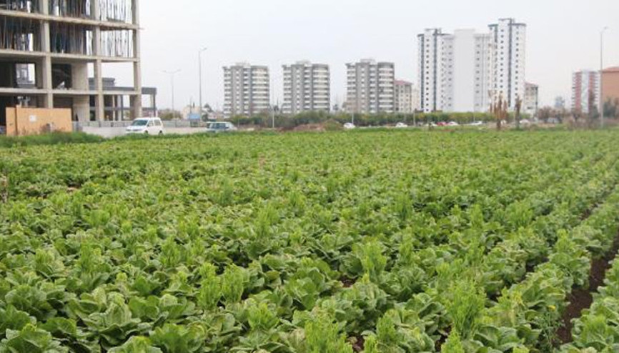 Flaş uyarı Risk korkutuyor... Yol kenarındaki köy ürününde büyük tehlike Flaş uyarı Risk korkutuyor... Yol kenarındaki köy ürününde büyük tehlike