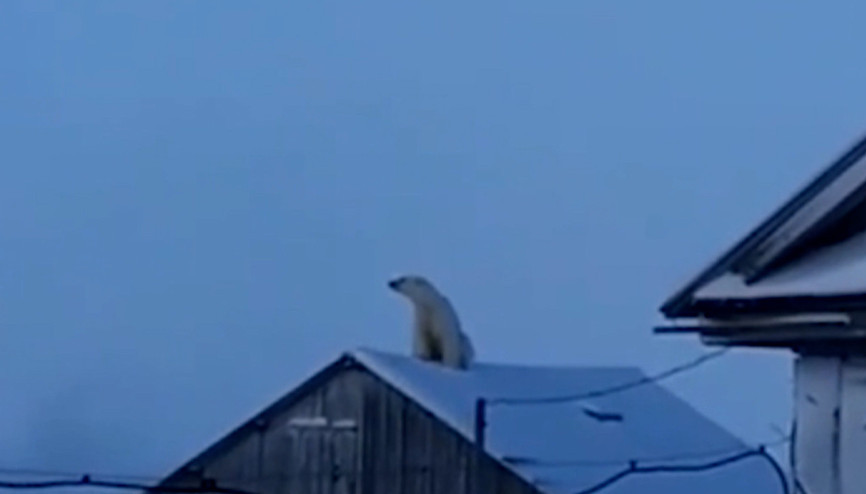 Şaşkınlık yaratan görüntü Kutup ayısı evin çatısına çıktı