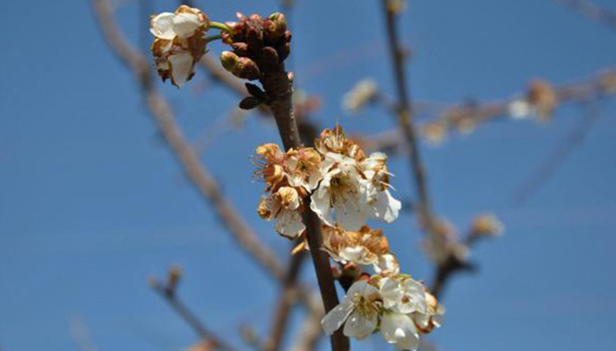 Erkenci kirazlar çiçek açtı, bahçeler beyaza büründü Erkenci kirazlar çiçek açtı, bahçeler beyaza büründü