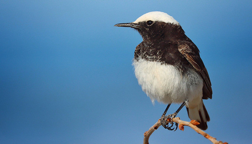 Çok nadir görülüyor Antalyada keşiş kuyrukkakanı görüntülendi