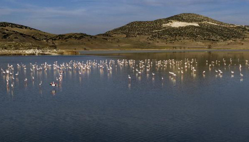 Yarışlı Gölünün misafirleri flamingolar geldi