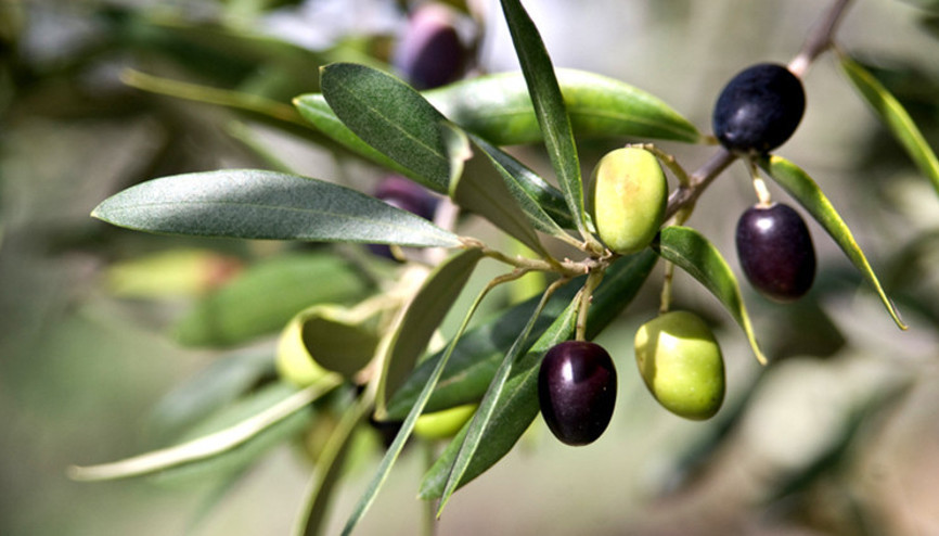 Zeytin yaprağı çayı neye iyi gelir İşte, zeytin yaprağı çayı faydaları
