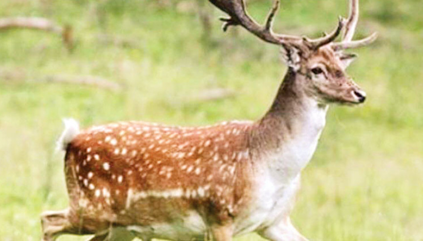Çaldılar yediler tutuklandılar