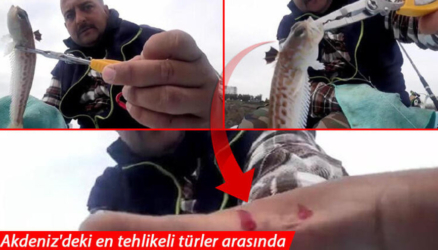 Antalyada zehirli balığın anlık teması, balıkçıyı hastanelik etti