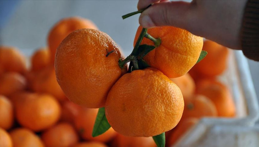 Narenciye ihracatını, 423 milyon dolarla mandalina sırtladı