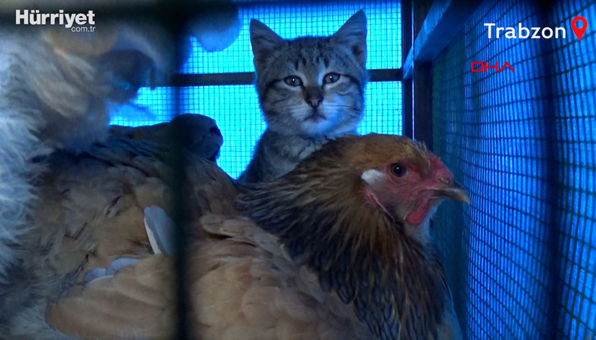 Yavru kedi, horoz ve tavuklarla birlikte kümeste yaşıyor